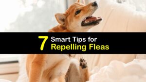 How to Keep Fleas Away titleimg1