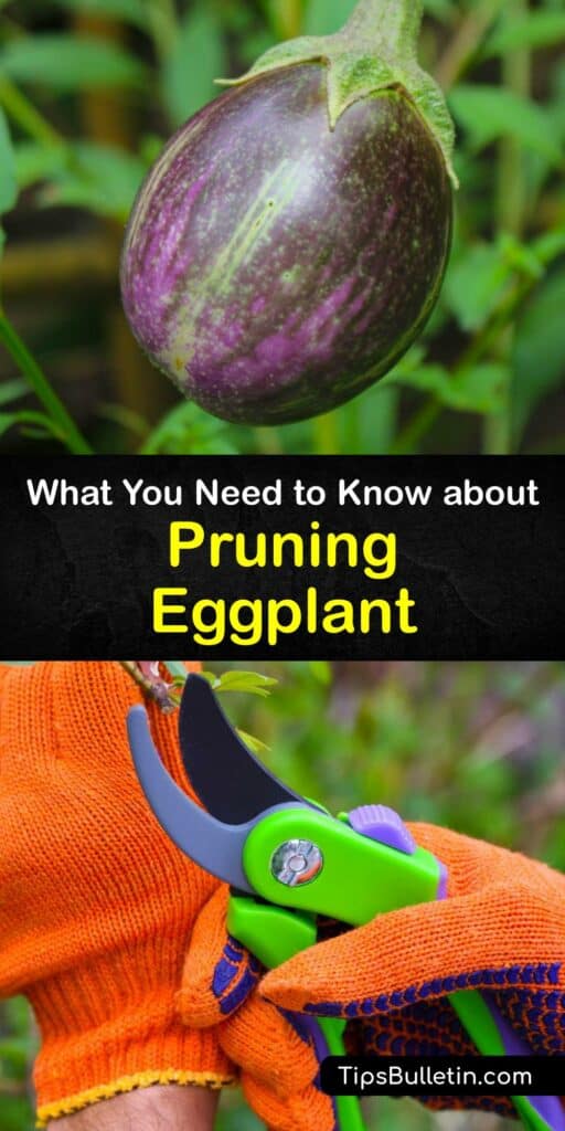 Discover when and how to prune eggplant (Solanum melongena) to promote healthy growth. Like the tomato plant, the eggplant plant requires a trim now and then, and pruning eggplant is essential to encourage flower and fruit production. #prune #eggplant
