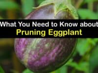 How to Prune Eggplant titleimg1