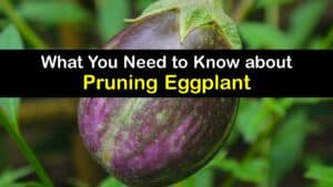 How to Prune Eggplant titleimg1