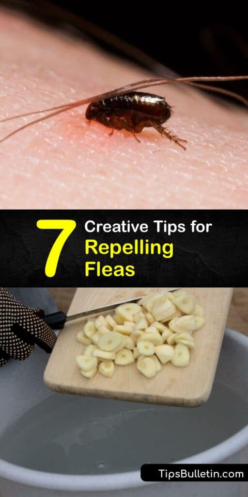 Learn to use natural remedies to repel fleas and avoid a flea infestation or an itchy flea bite. Prevent fleas or achieve flea control with DIY lemon adult flea and tick spray, a flea and tick collar, soapy water, insect growth regulators, and more. #deter #repel #fleas