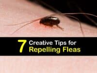 How to Repel Fleas titleimg1