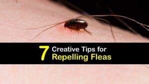 How to Repel Fleas titleimg1