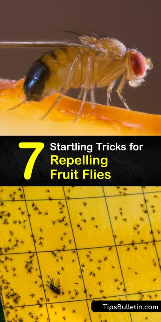 Learn how to prevent a fruit fly infestation by making homemade traps and sprays and taking preventative steps. A fruit fly trap is an excellent form of fruit fly control; all you need is apple cider vinegar, dish soap, and plastic wrap. #howto #repel #fruit #flies