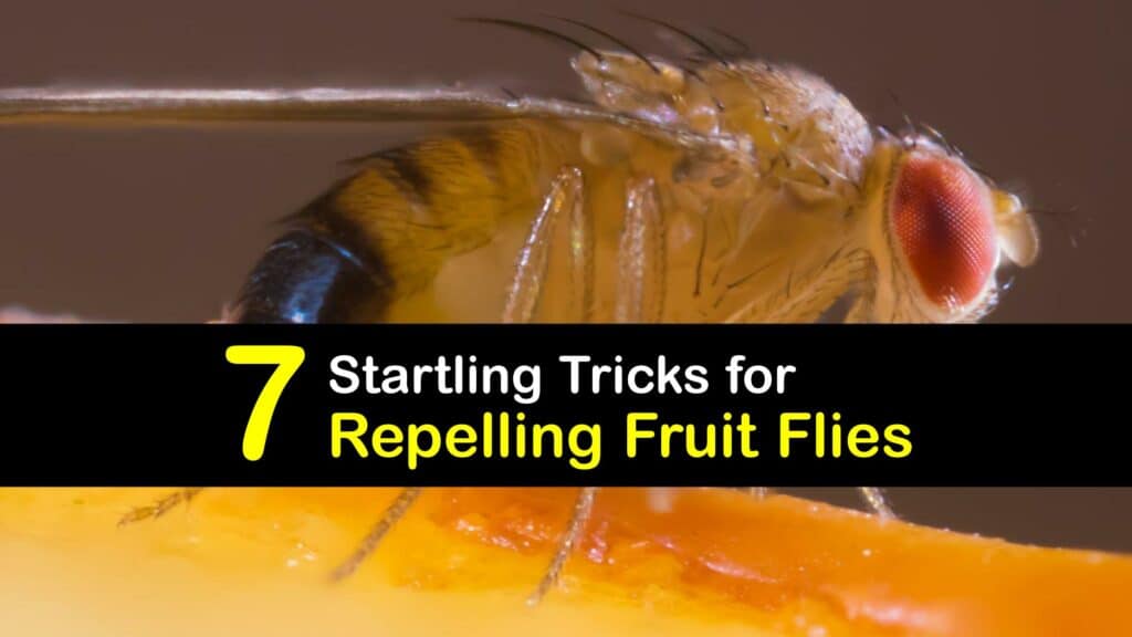How to Repel Fruit Flies titleimg1