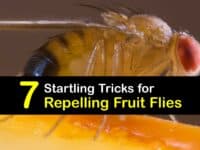 How to Repel Fruit Flies titleimg1