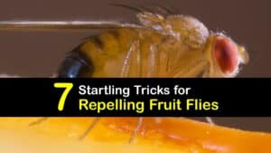 How to Repel Fruit Flies titleimg1