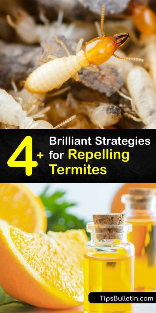 If you need to kill termites or repel termites, including dry wood and dampwood termites or a subterranean termite infestation, many natural solutions exist. Orange essential oil, boric acid, DE powder, and more treat subterranean termites and other species effectively. #repel #termites