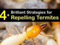 How to Repel Termites titleimg1
