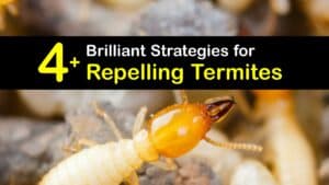 How to Repel Termites titleimg1