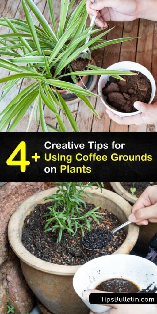 Use spent coffee grounds on acid loving plants without disturbing acidic soil. Fresh grounds make ideal fertilizer for your plant. Add fresh coffee grounds to the compost pile, or use ground material to make a granular or liquid plant food. #coffee #grounds #plants