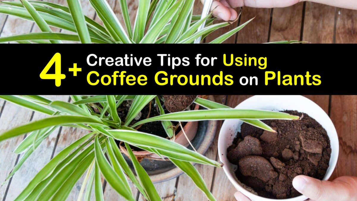 Plants and Coffee Grounds Adding Coffee Grounds to Plants