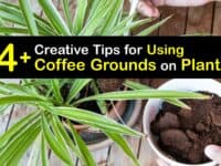 How to Use Coffee Grounds for Plants titleimg1