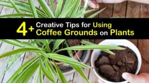 How to Use Coffee Grounds for Plants titleimg1