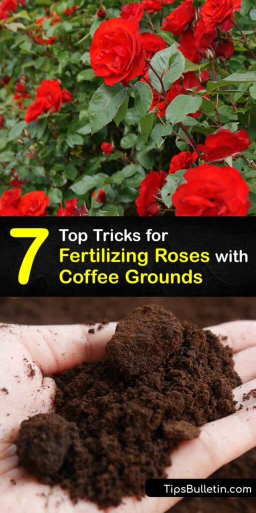 Spent coffee grounds don't have to end up in the trash. If you grow a rose plant in acidic soil, repurposing coffee grounds into natural fertilizer is the perfect way to reduce kitchen waste and help your garden flourish. #coffee #grounds #fertilize #roses
