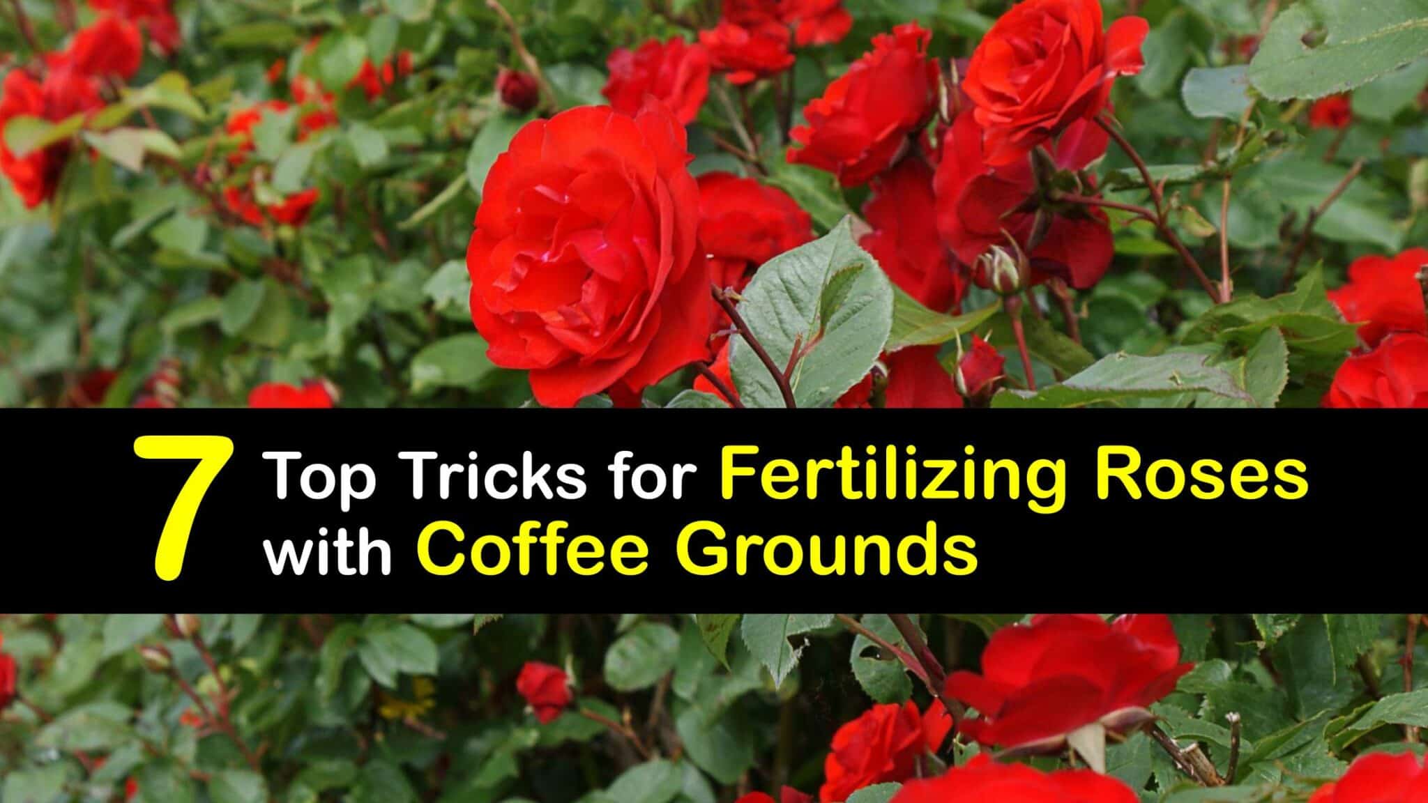Roses and Coffee Grounds Simple Rose Fertilizing Tips