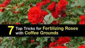 How to Use Coffee Grounds to Fertilize Your Roses titleimg1