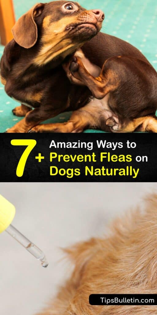 Whether you have a large or small dog, choose natural flea treatment to repel fleas, destroy flea eggs, and beat a dog flea infestation. Use a natural flea and tick collar, lemon flea and tick spray or apple cider vinegar for flea and tick prevention. #natural #flea #prevention #dogs