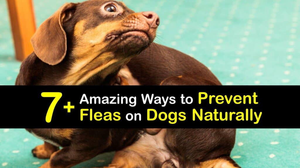 Natural Flea Prevention for Dogs titleimg1
