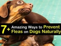 Natural Flea Prevention for Dogs titleimg1