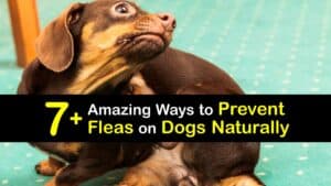 Natural Flea Prevention for Dogs titleimg1