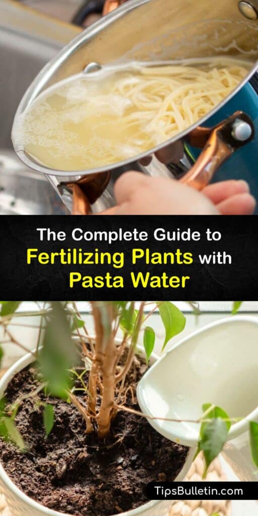 Although cloudy pasta cooking water doesn't seem to hold any value once you remove the pasta, it can benefit your garden. The starchy water from boiling noodles contains many nutrients that plants thrive on and even benefits microorganisms in the garden soil. #pasta #water #plants #fertilize