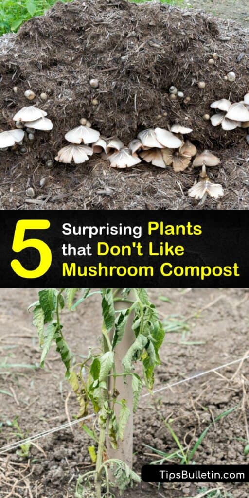 Spent mushroom compost is the leftover material from harvesting mushrooms. This organic matter provides moisture for plants when used as a substitute for potting soil. Despite its benefits, the mushroom substrate harms plants that enjoy growing in acidic soil. #plants #mushroom #compost