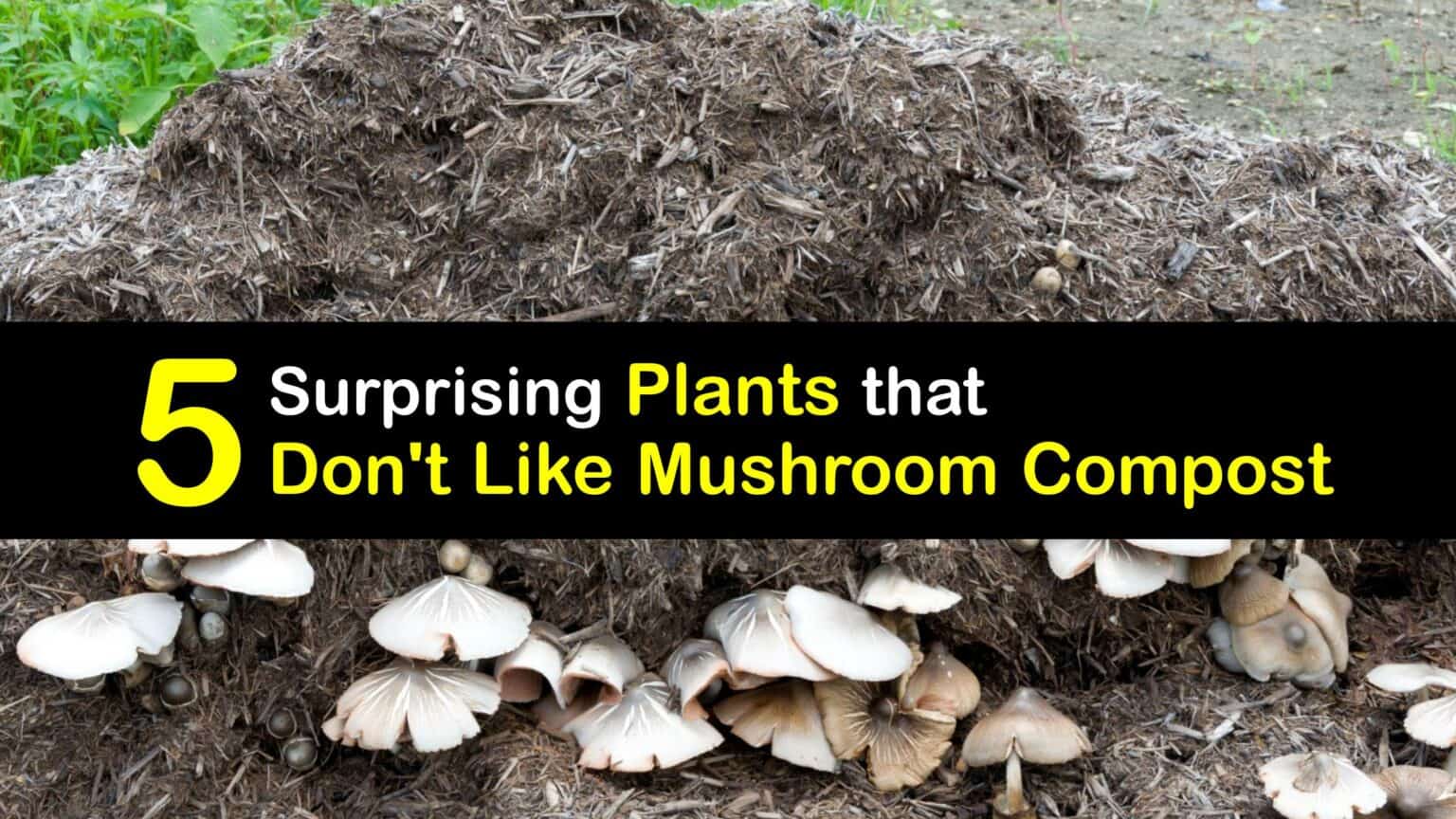 Composting Tips What Plants Don't Like Mushroom Compost