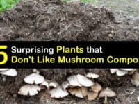 Plants that Don't Like Mushroom Compost titleimg1