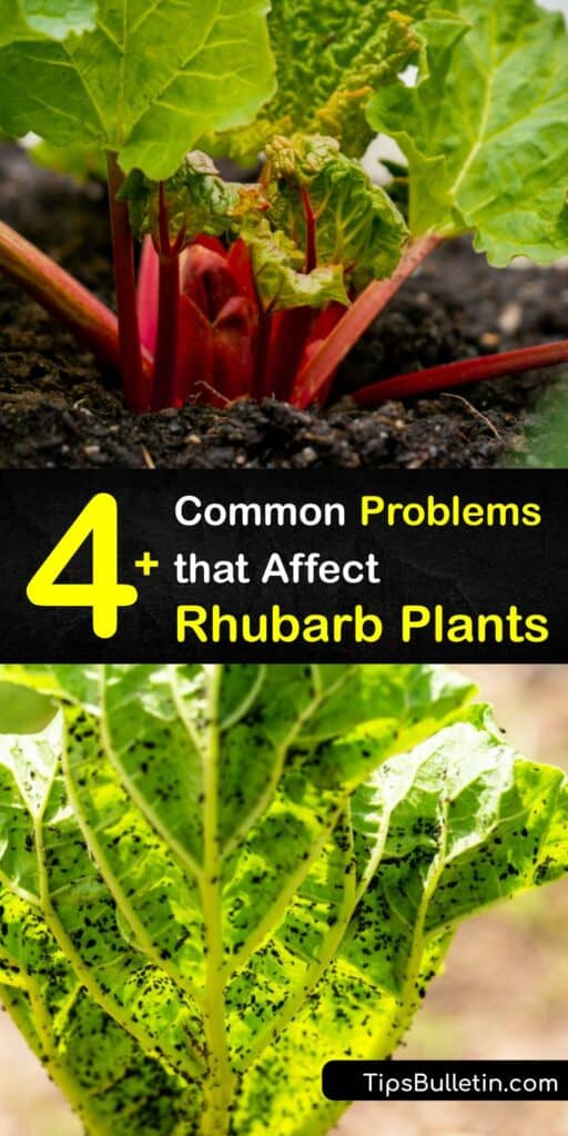 Although rhubarb plants aren't ready to harvest their first year, pests and disease can target your plant any time. Discover common issues that target rhubarb crowns and the causes of discoloration of rhubarb leaves. #rhubarb #problems #disease