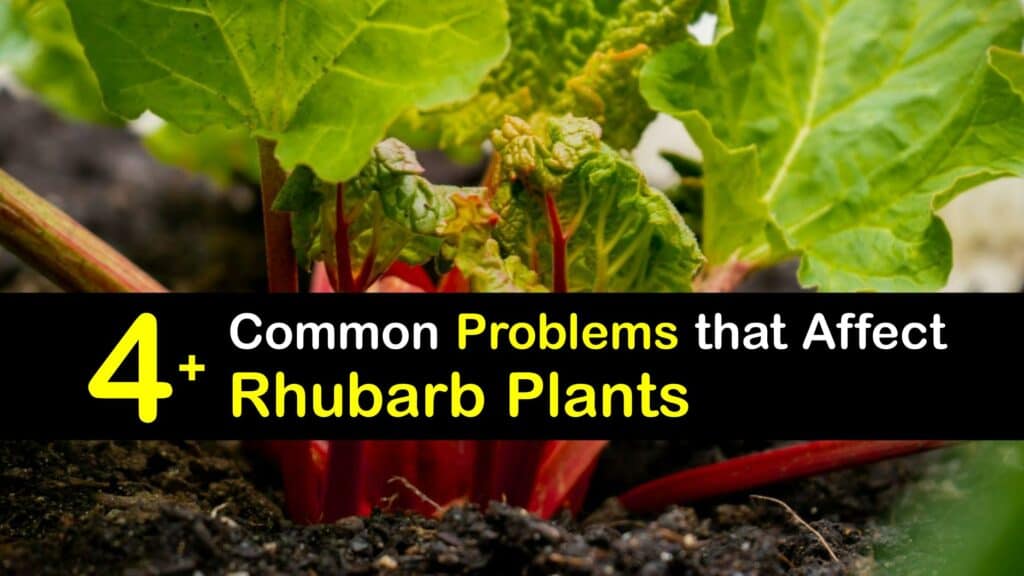 Rhubarb Growing Problems titleimg1