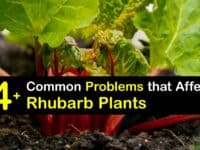 Rhubarb Growing Problems titleimg1