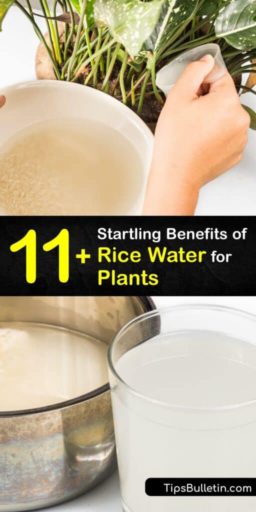 When you’ve cooked or washed rice, you have organic rice water. Rice comes from a rice plant grown in a rice field, where the rice water weevil is a major pest. Use fermented rice water to water plants and give them nutrients and beneficial Lacto bacilli bacteria. #rice #water #plants
