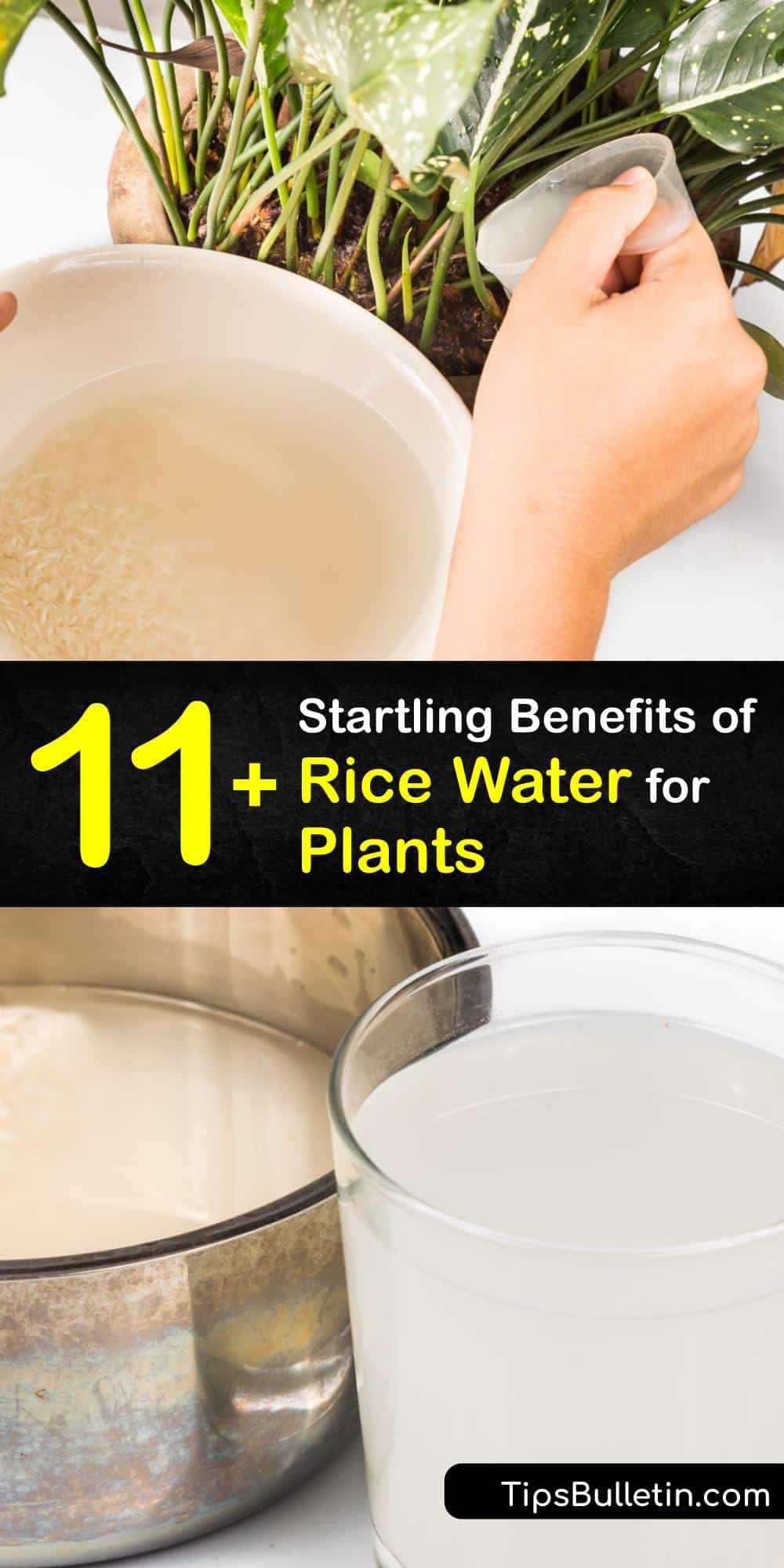 Adding Rice Water to Your Plants Natural Fertilizer Options