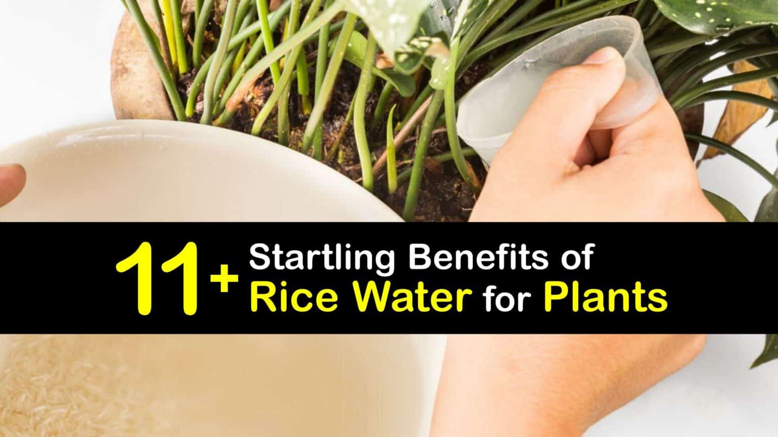 Adding Rice Water to Your Plants Natural Fertilizer Options