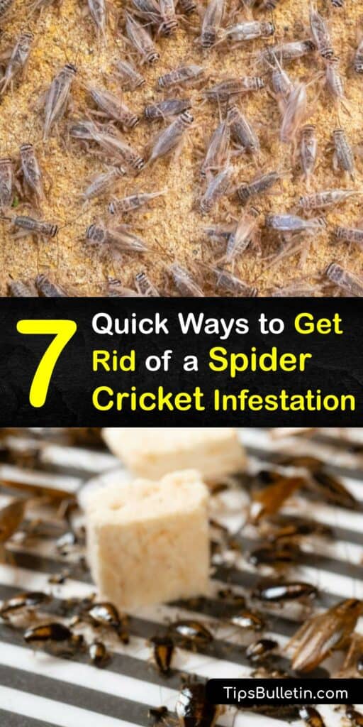 Get Rid of Spider Crickets - Handling a Spider Cricket Infestation
