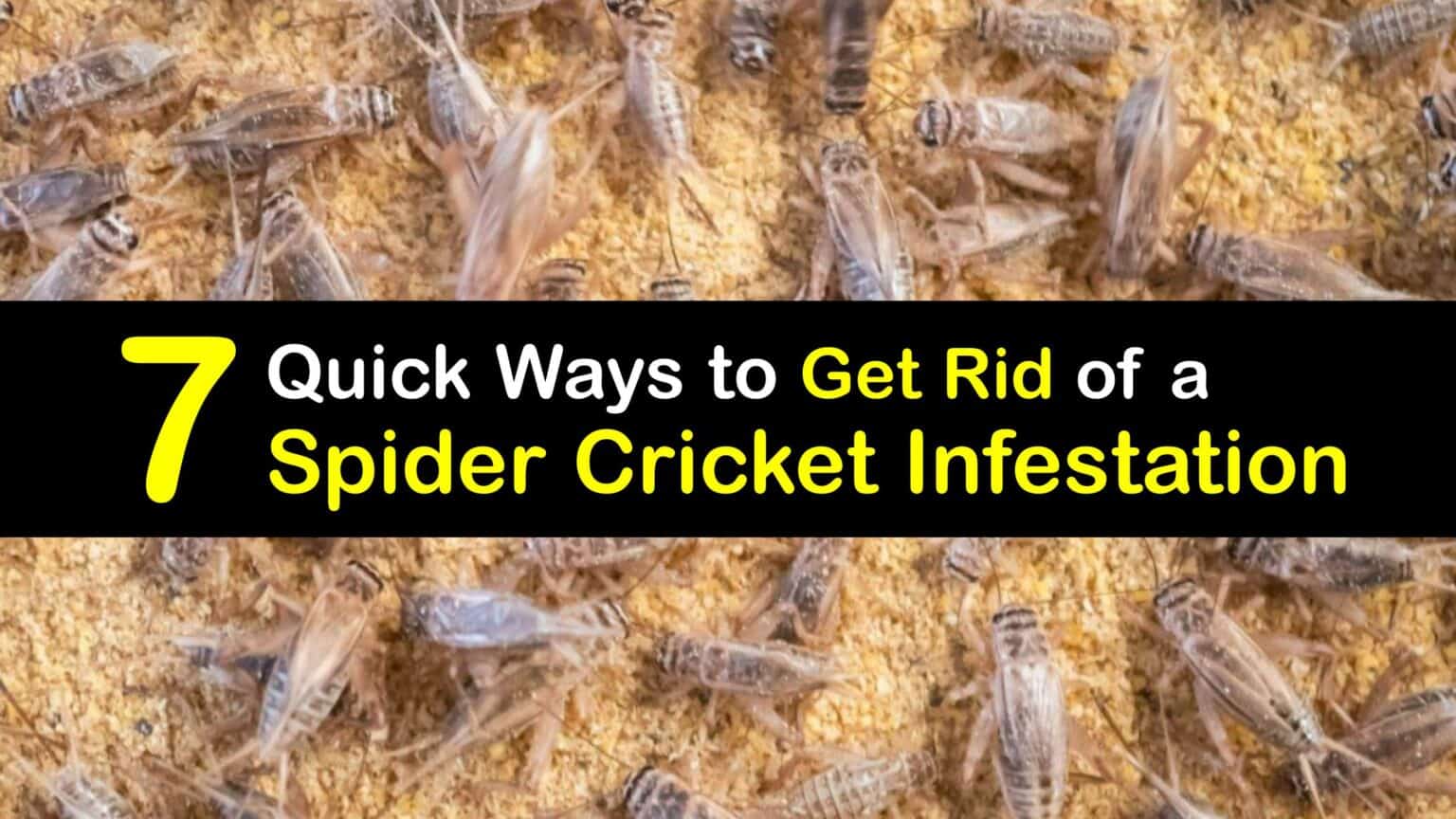 Get Rid of Spider Crickets Handling a Spider Cricket Infestation