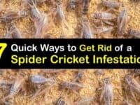 Spider Cricket Infestation titleimg1