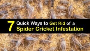 Spider Cricket Infestation titleimg1