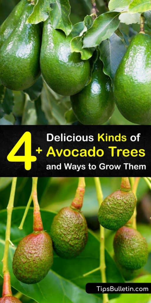 Discover how to grow different avocado varieties such as the Mexican, Guatemalan, Reed, Zutano, Fuerte, and more. Grown in California, Texas and Florida, this fruit is known for its green skin and tasty flesh that softens as it ripens. #types #avocado #trees