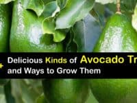 Types of Avocado Trees titleimg1