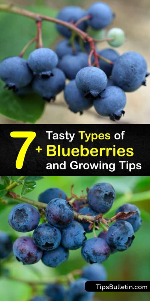 Learn about different blueberry varieties and how to grow them in the garden. There are many types of blueberry plants (Vaccinium sect. Cyanococcus), including Blueray, Bluecrop, Jersey, and rabbiteye blueberries, and they are all easy to grow. #types #blueberry #varieties