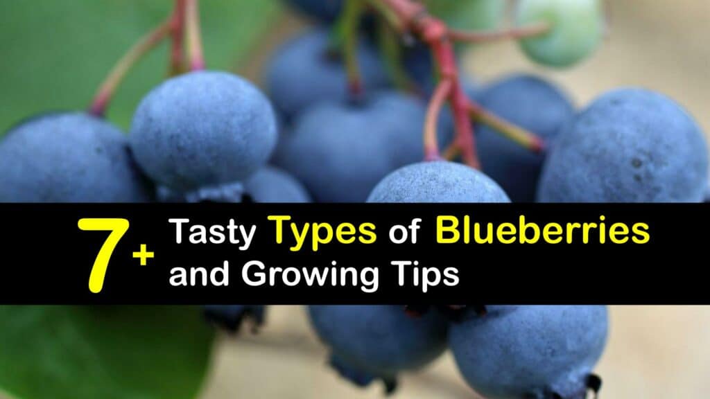 Types of Blueberries titleimg1