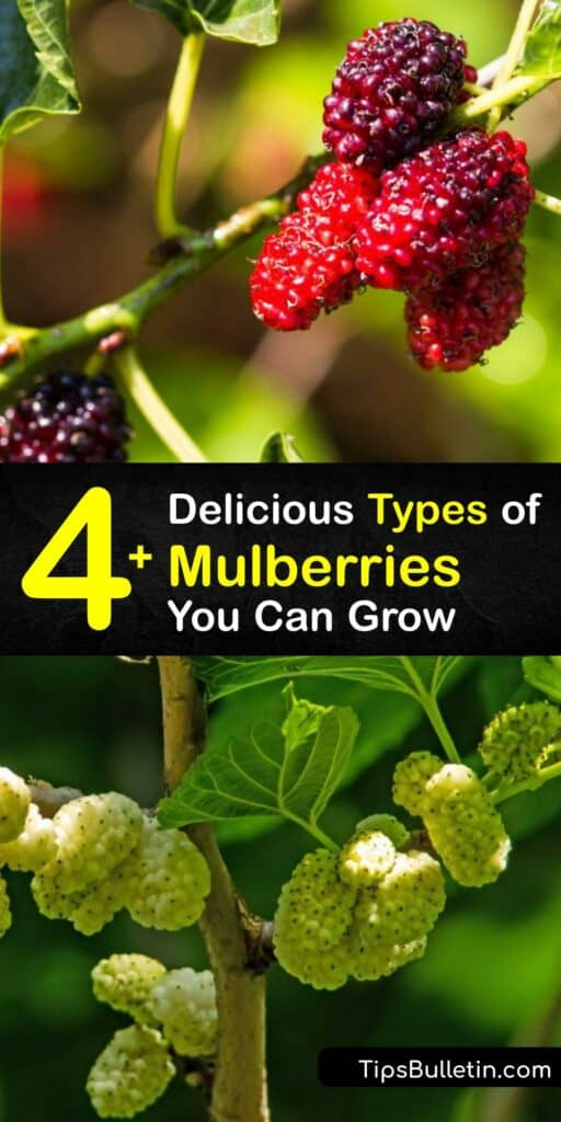 Learn about the different types of mulberry trees, including tree size, mulberry fruit color and taste, and growing habits. The red mulberry tree, Morus rubra, is native to North America, while the white mulberry, Morus alba, is an invasive species. #mulberry types #varieties
