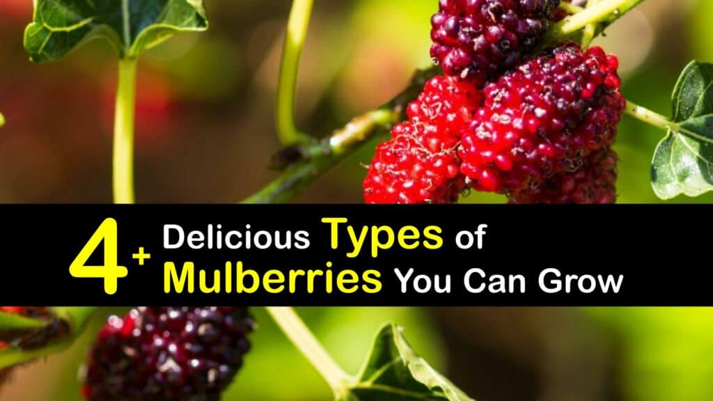 Types of Mulberries titleimg1
