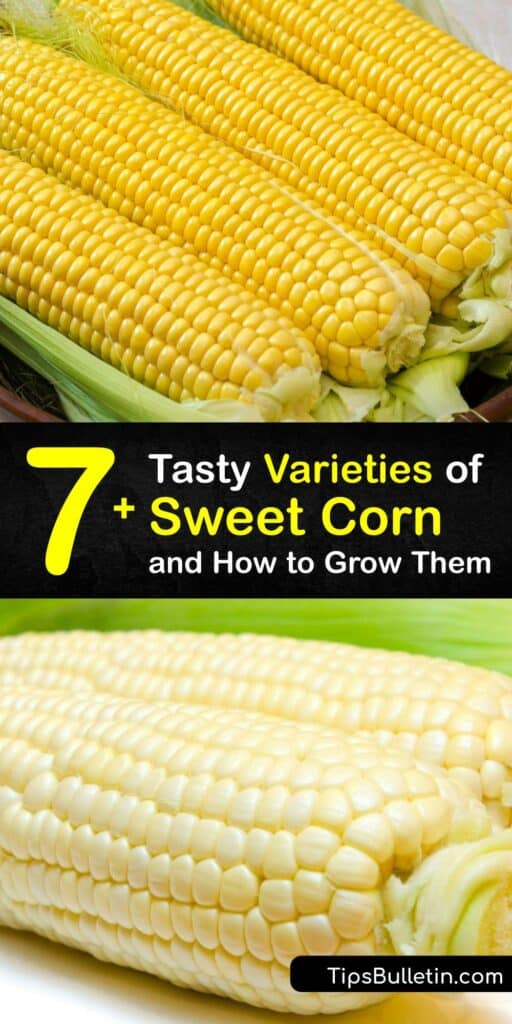 Learn about popular sweet corn varieties for home-growing and plant care tips for a healthy harvest. There are different corn types, from dent corn, a field corn variety, to sugary enhanced sweet corn, like the Nirvana hybrid corn. #sweet #corn #types varieties