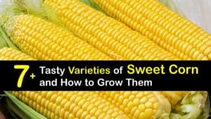 Types of Sweet Corn titleimg1