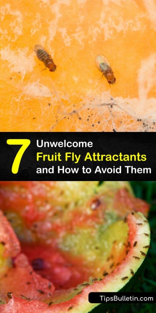 Learn what attracts fruit flies to prevent a fruit fly infestation. The fruit fly is tiny and drawn to the area by overripe fruit and vegetables in your home. Fortunately, this pest is easy to control with cider vinegar and dish soap fly trap. #attracts #fruit #flies