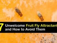 What Attracts Fruit Flies titleimg1