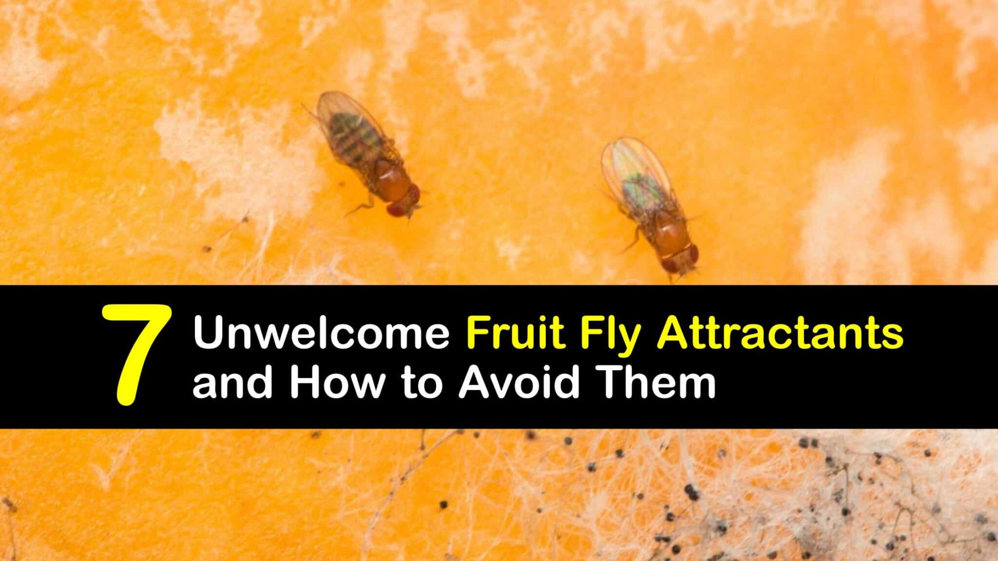 Fruit Fly Prevention What Attracts Fruit Flies
